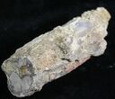 Unpolished Petrified Wood Limb - Blue Forest #28953-2